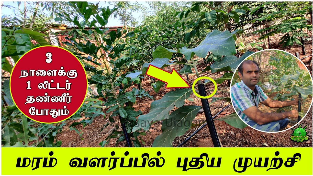 3 நாளைக்கு ஒரு லிட்டர் தண்ணீர் மட்டும் / மரம் வளர்ப்பில் புதிய முயற்சி ..