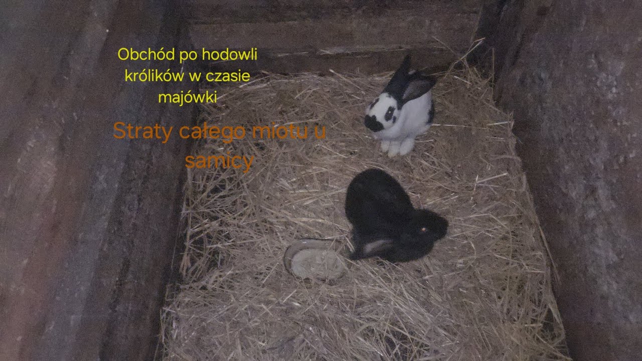 Obchód po hodowli królików w czasie majówki🐇 straty całego miotu u samicy😔