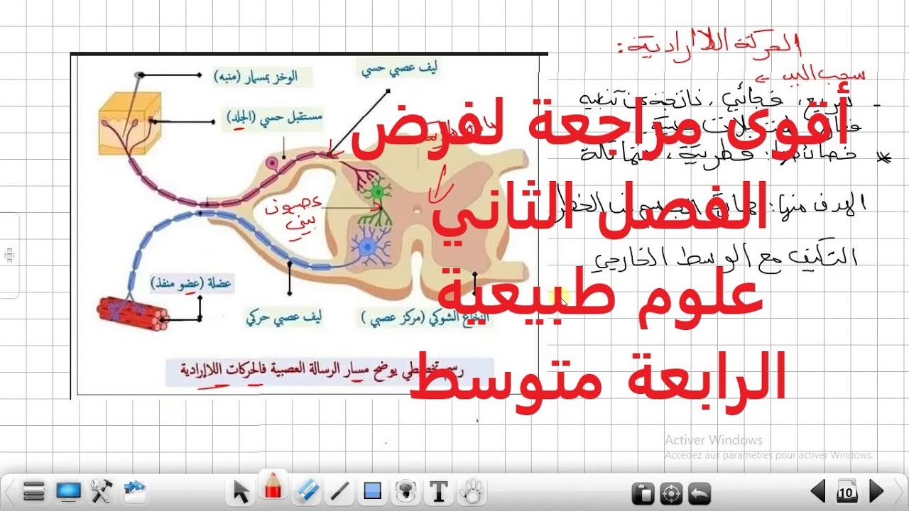 أقوى مراجعة لفرض الفصل الثاني وملخص شامل لدرس الاتصال العصبي علوم طبيعية السنة الرابعة متوسط
