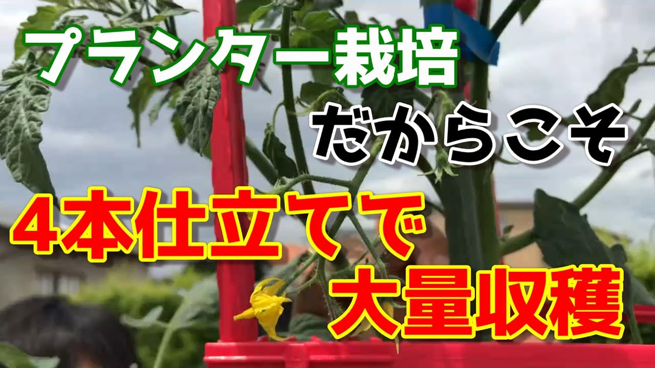 【ミニトマト】目指せ1000個収穫！このやり方でこの夏はトマトは買わずに済みます。　【家庭菜園】