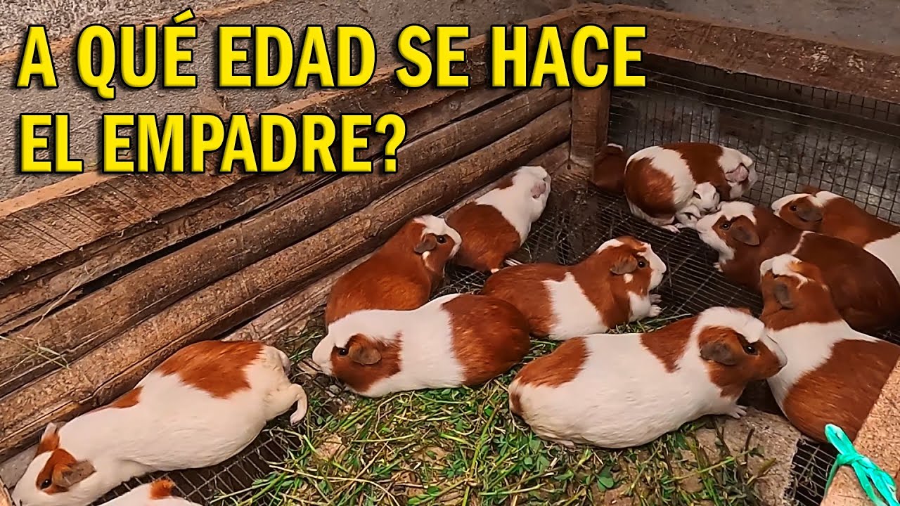 A QUÉ EDAD SE PONE EL CUY MACHO CON LAS HEMBRAS PARA HACER EMPADRE. CRIANZA DE CUYES.