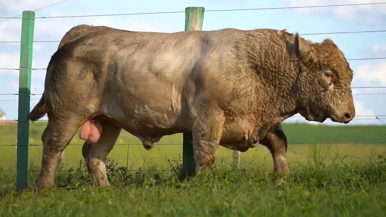 LOTE 04 - Leilão Virtual Fazenda Santa Lucia, 32 anos - 20/03/2026 - 19h