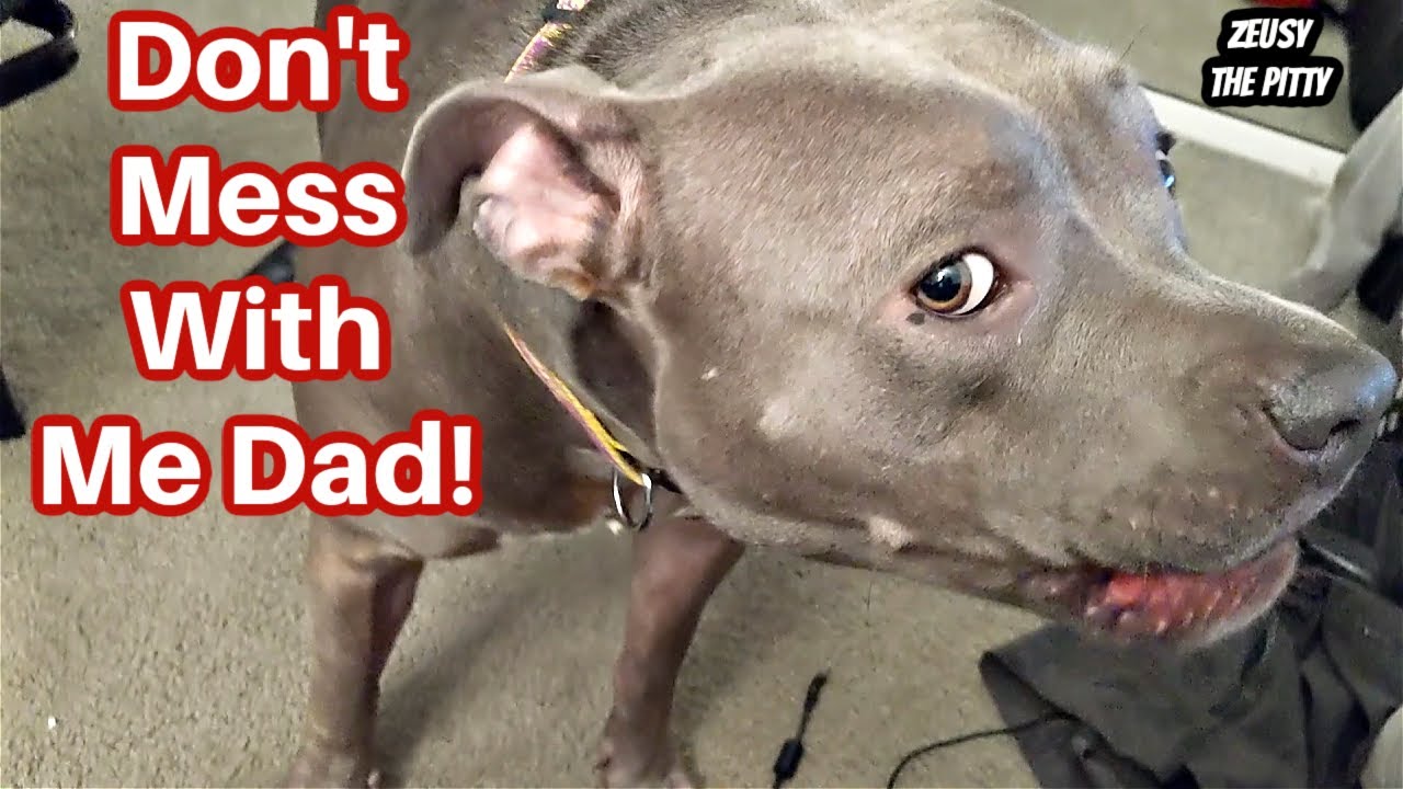 Talking Pitbull Dog Goes Off On His Dad! Bully Breeds Are So Vocal!