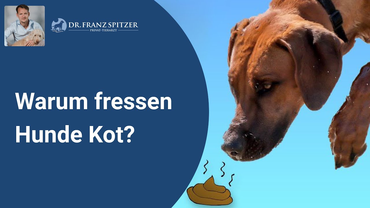 Warum fressen Hunde Kot?