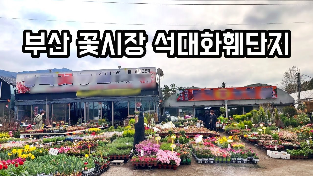 부산 꽃시장 석대화훼단지 천원의 행복(ft.철쭉,카라,다육이)