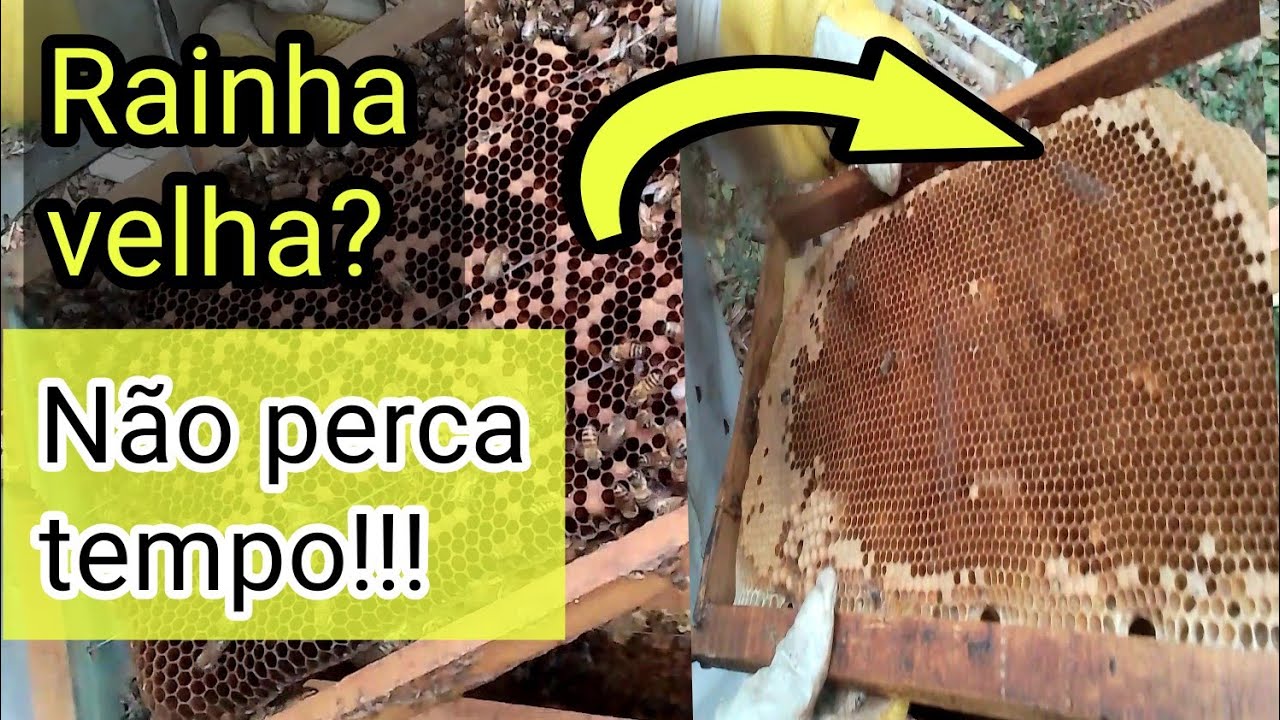 Como trocar a rainha ( maneira mais fácil) Como saber se tá velha?