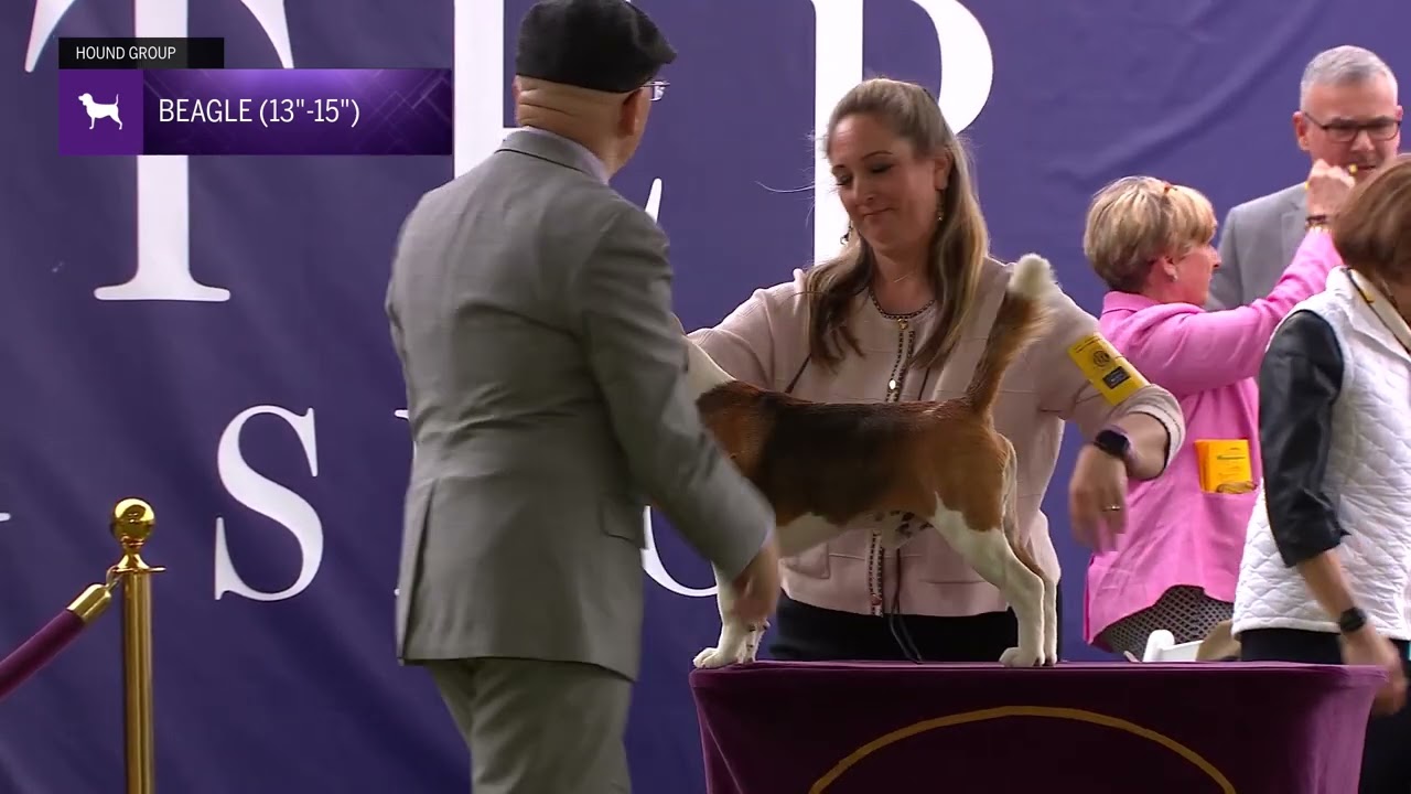 Beagles, 15 Inch | Breed Judging 2024
