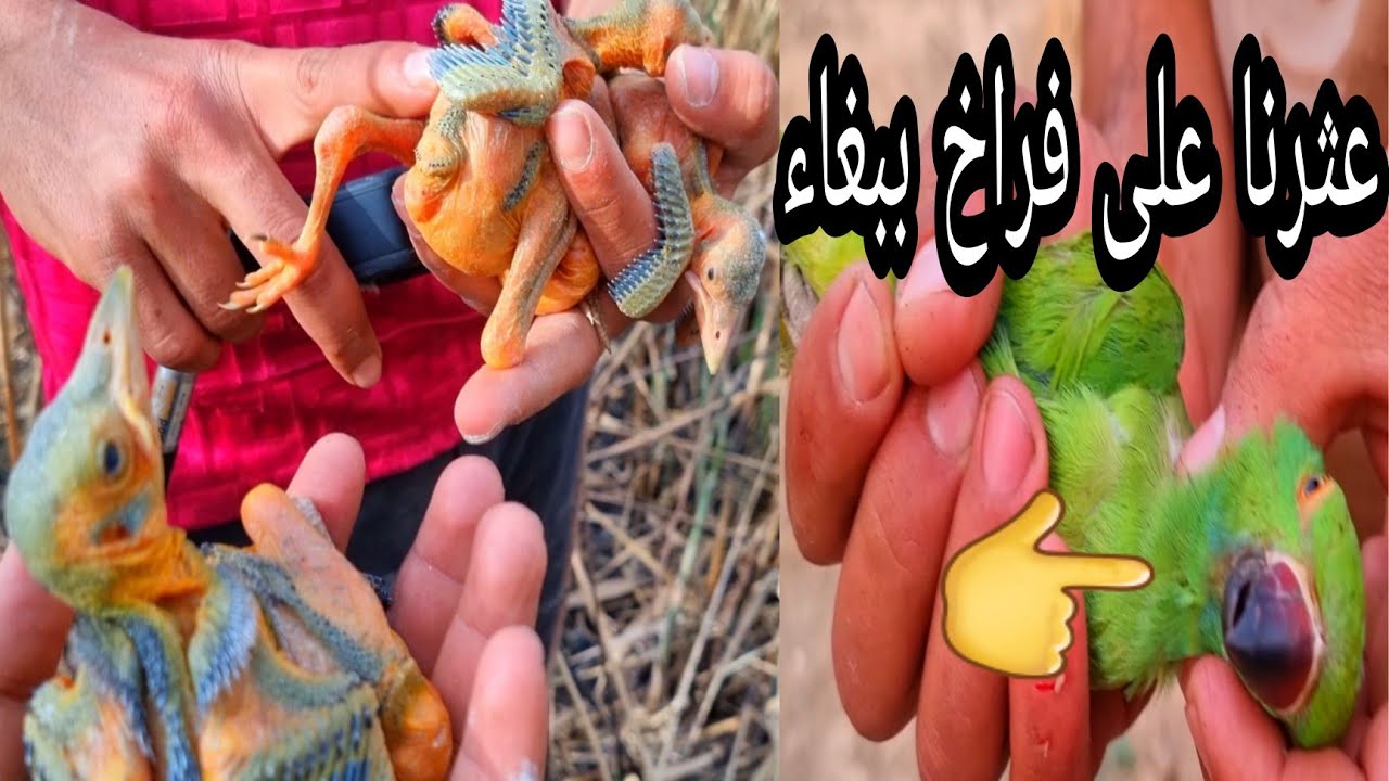 مغامرات العثورعلى افراخ  ببغاء في الاشجار مع طائر المينا الجميل