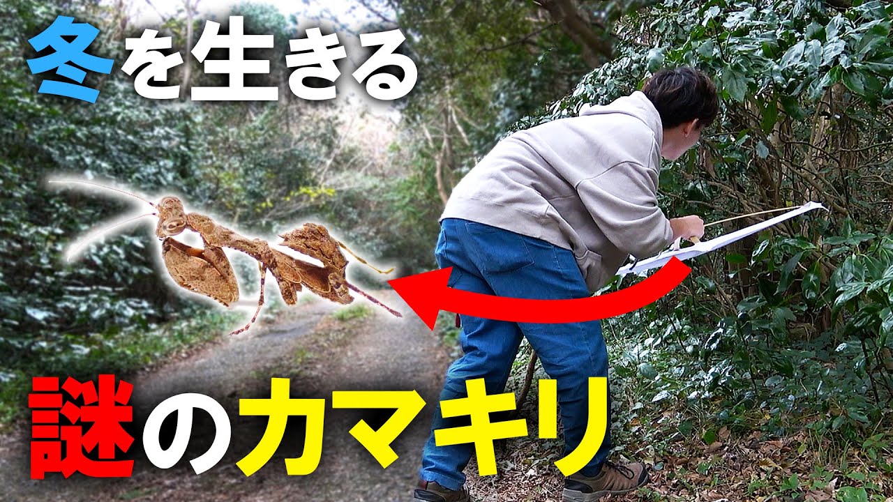 冬の森にいる『謎のカマキリ』を捕まえます！！！
