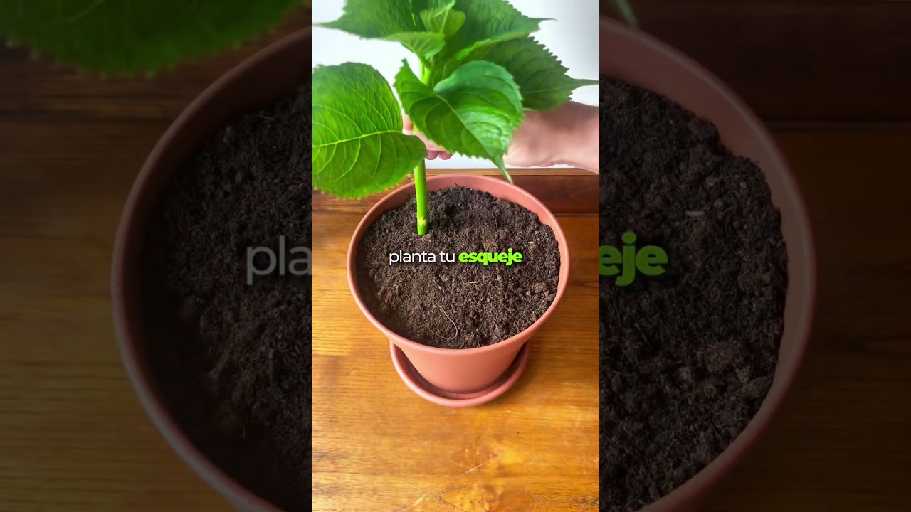 ♥️🪻 Cómo propagar la Hortensia 🪻♥️ 