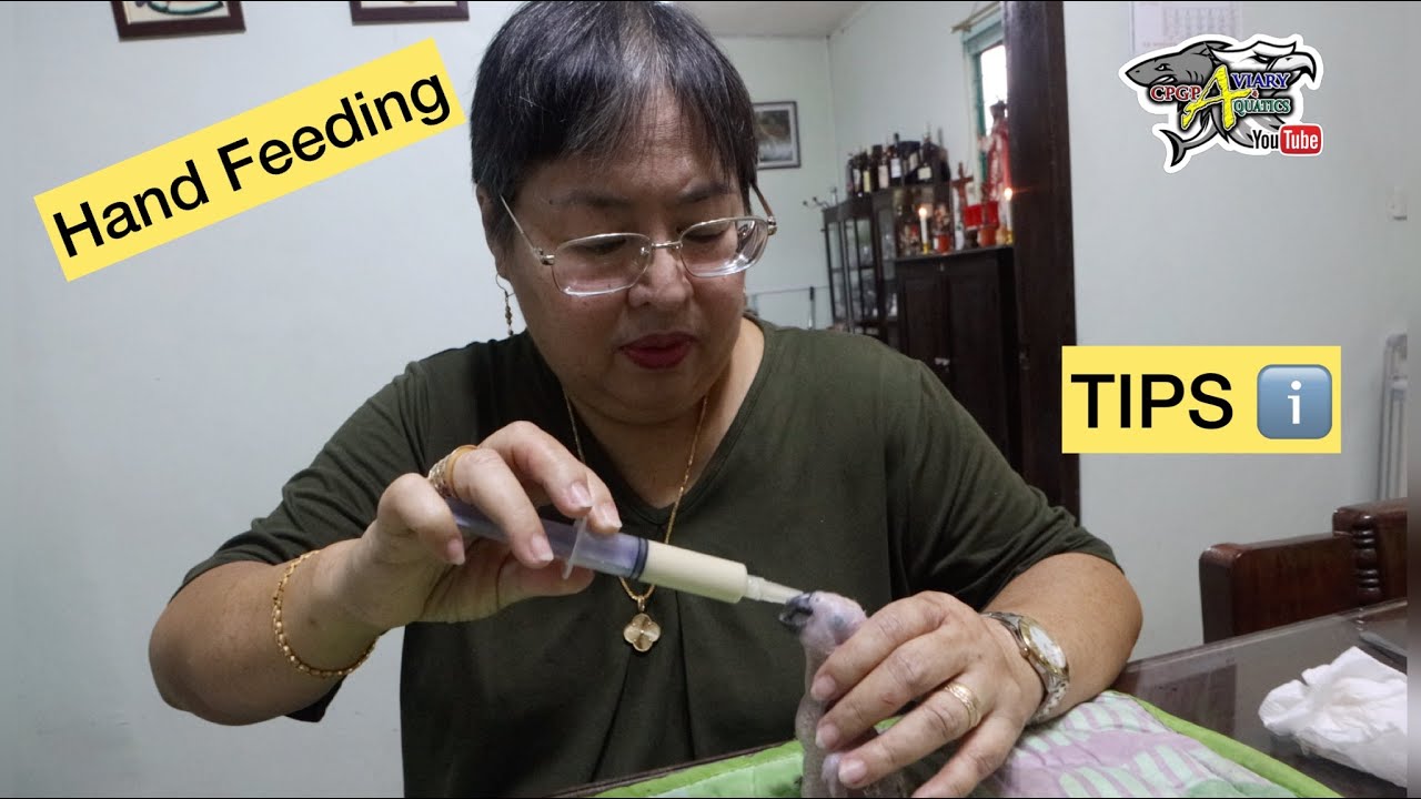 HAND FEEDING TIPS FROM MAAM MILET !