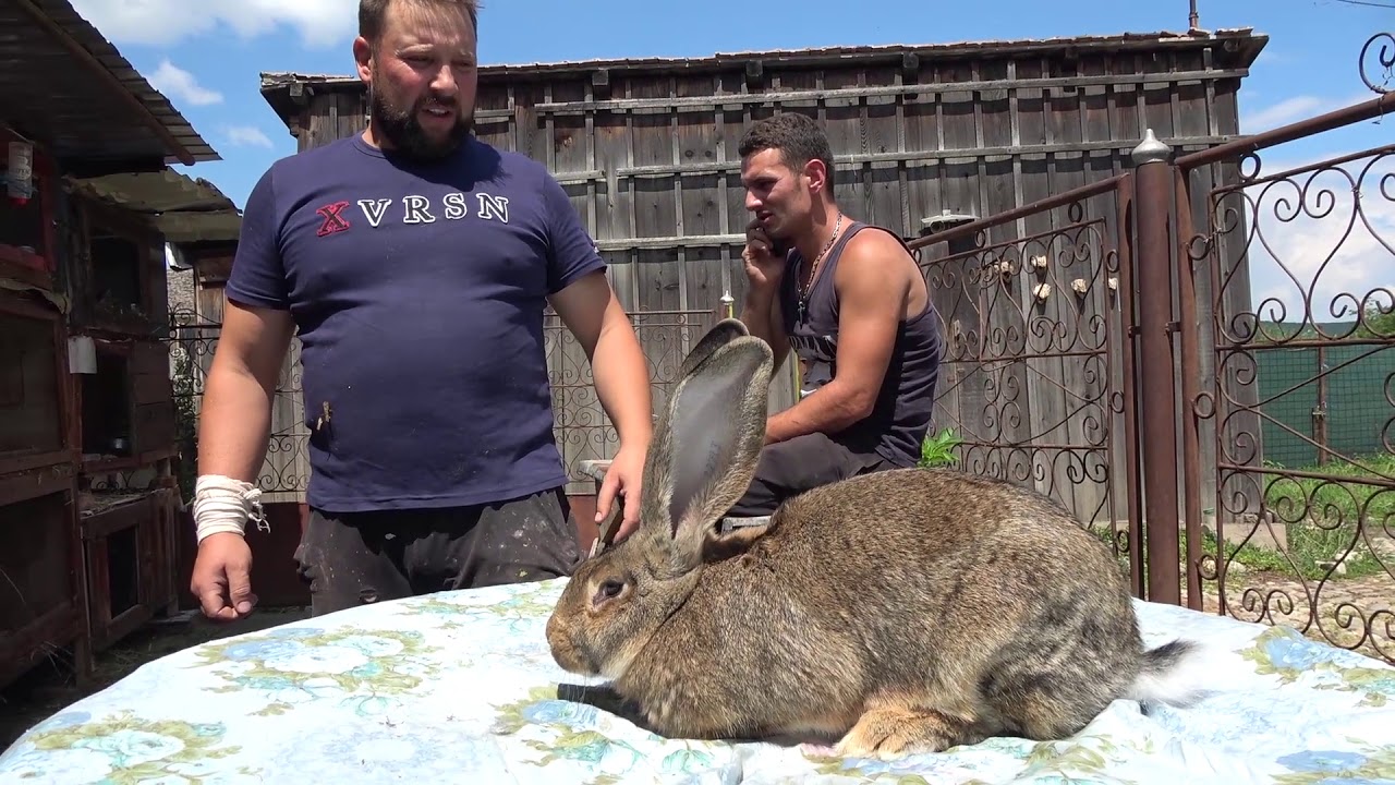 Iepurii lui Nicolae Poplacean   Orlat, Sibiu 16 Iulie 2018