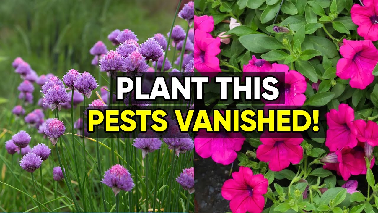 10 Companion Plants That Keep Pests Away Naturally 🌿
