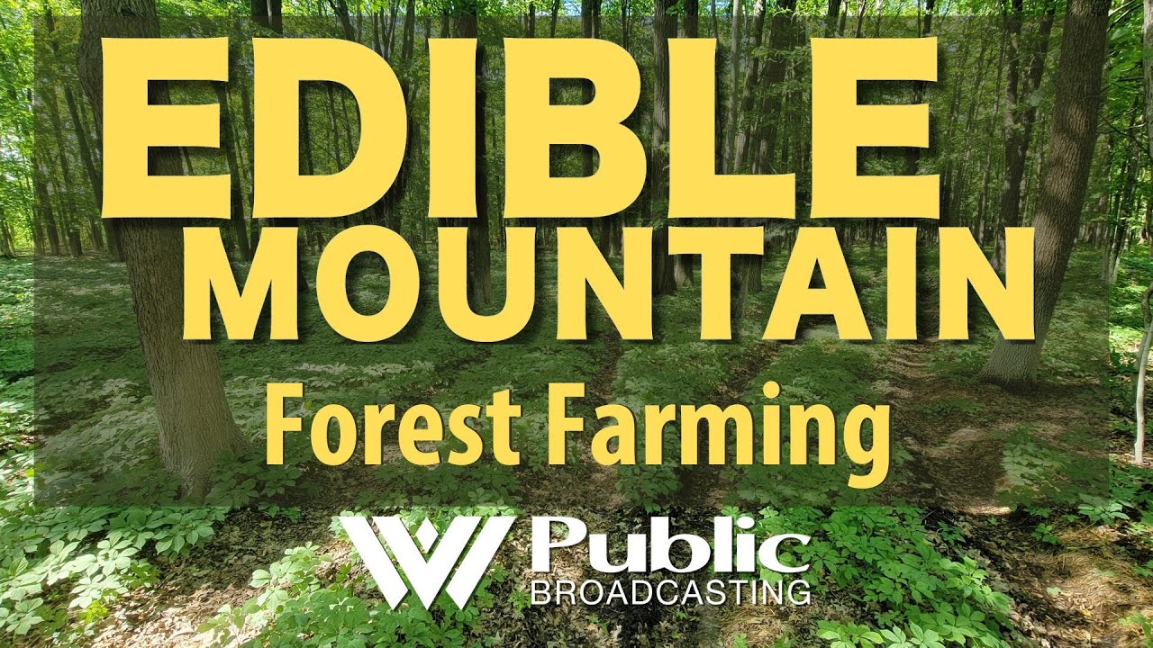 Edible Mountain: Forest Farming