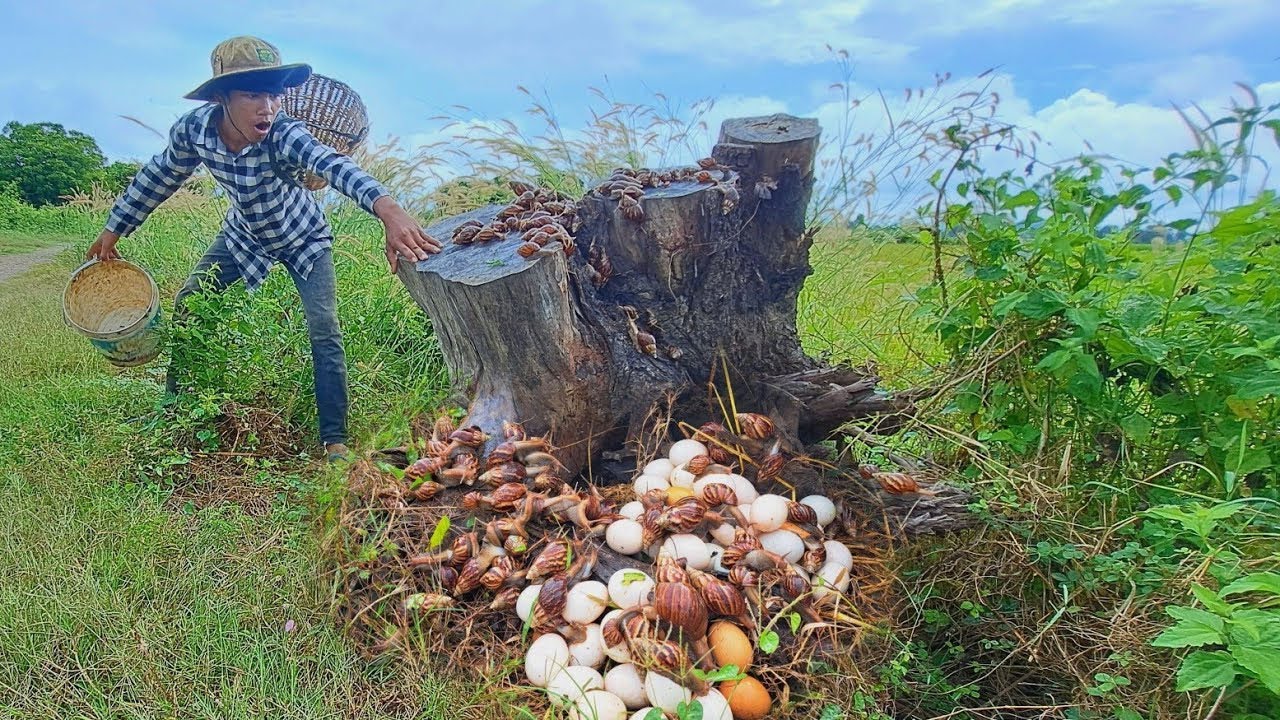 Wow wow! Pick up lots of eggs from the nest near the edge of the forest.