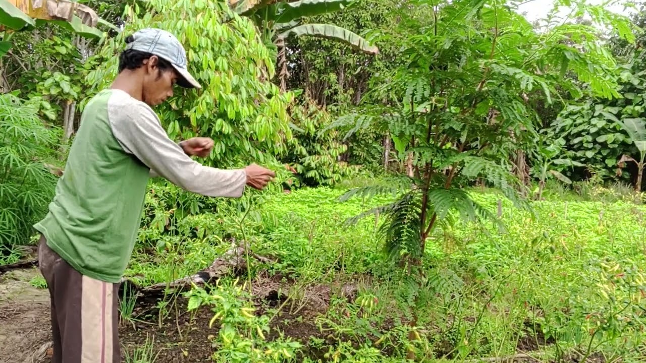 ALHAMDULILLAH PAK EKO PANEN CABE LAGI