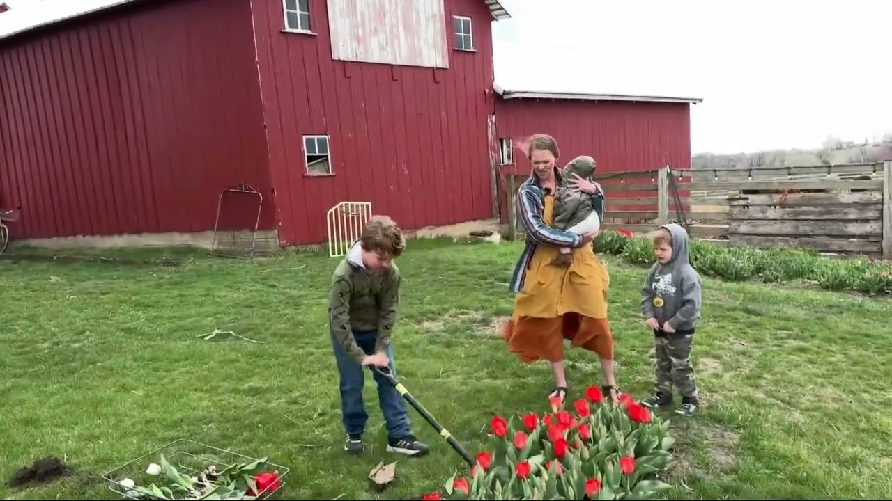 Тюльпаны Пеллы на продажу
