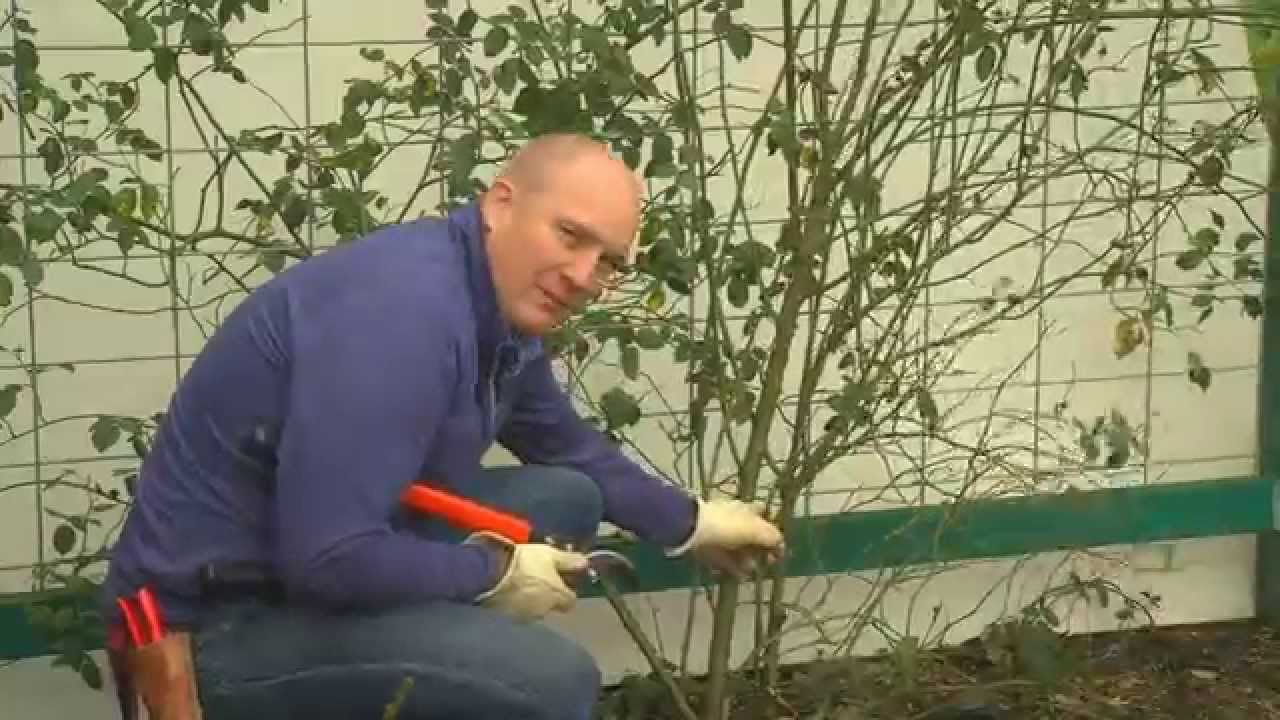 How To Prune Your Climbing Rose