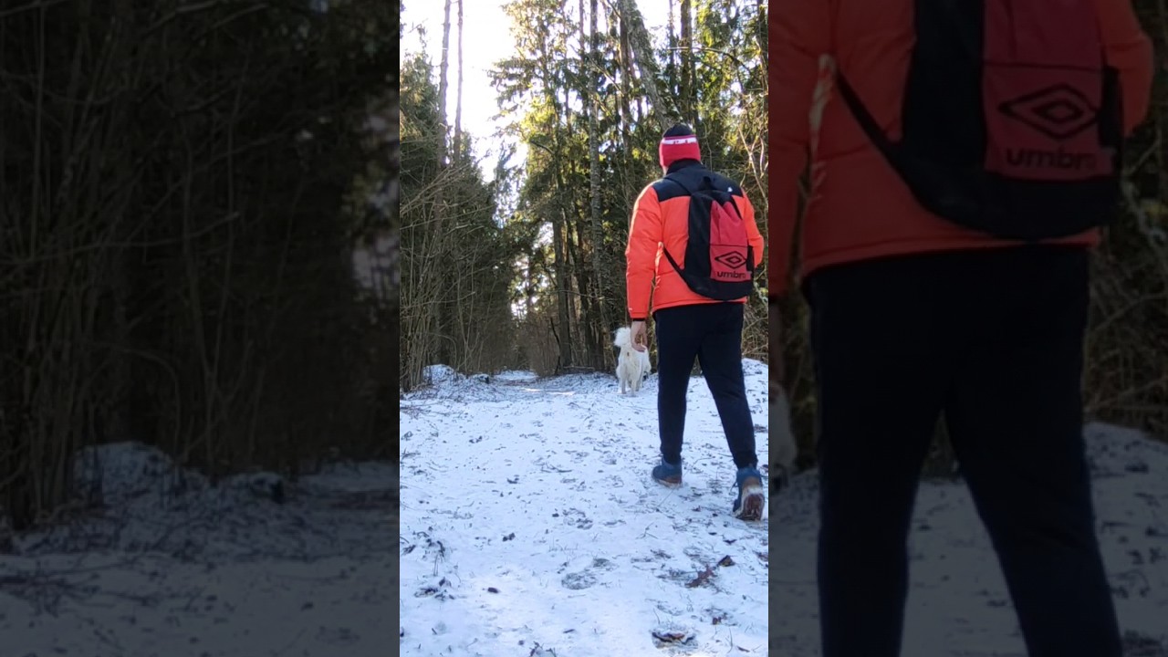 #shorts let's go in the forest #lithuania 🇱🇹🇱🇹🇱🇹&hearts;️👍 #forest #walking #dogs #dog #snow #snowfall