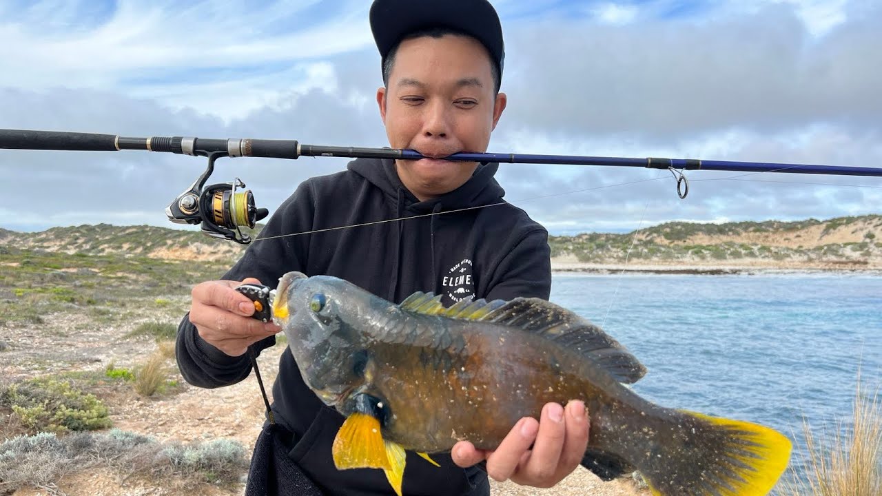 Cliff fishing SA.Wrasse release