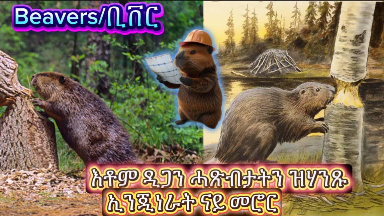 ቢቨር እቶም ዲጋን ሓጽብታትን ዝሃንጹ ኢንጂነራት ናይ መሮር/ Beavers The Dam building natural engineers of the wild