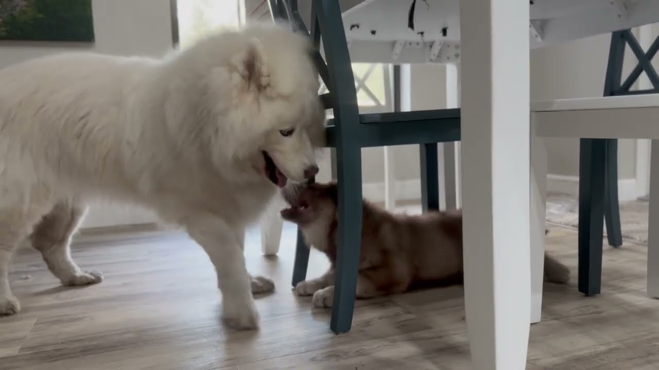 Monroe Is Thriving As A Mom To Her Puppy Zeus