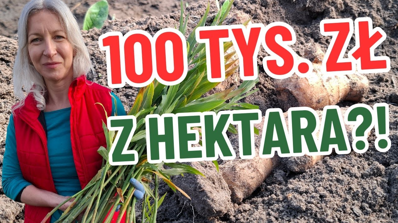 Na takich żniwach jeszcze nie byliśmy. Wysokie plony z hektara, a opłacalność jeszcze wyższa