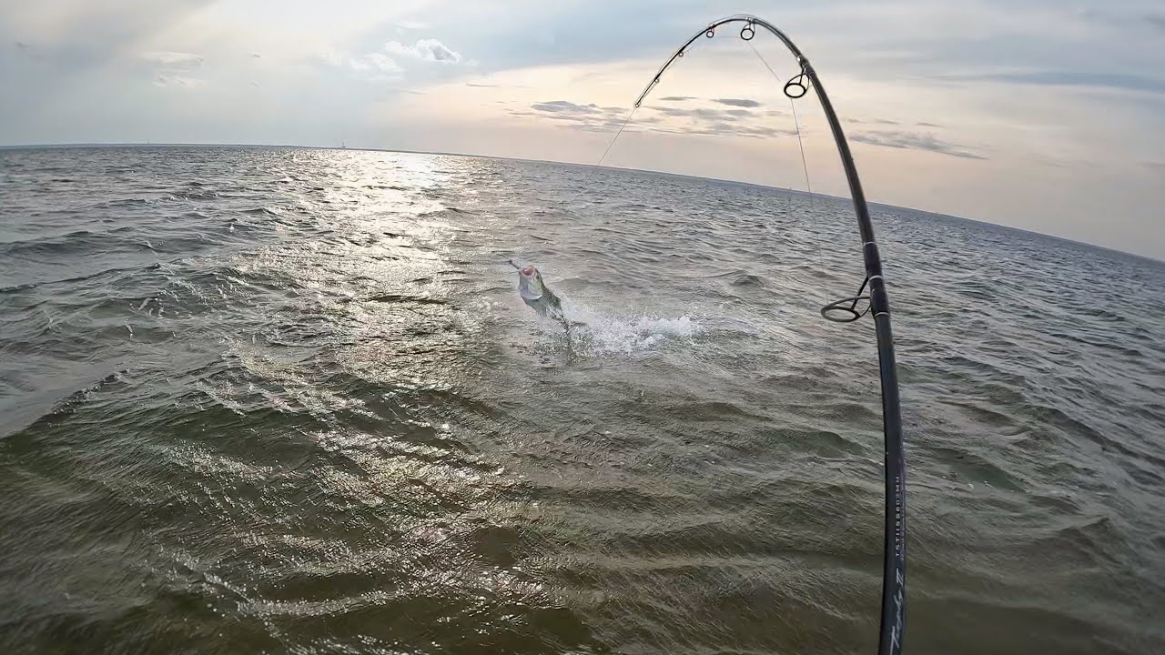 Shallow Water GIANTS!!! Wade Fishing Backbay Flats!