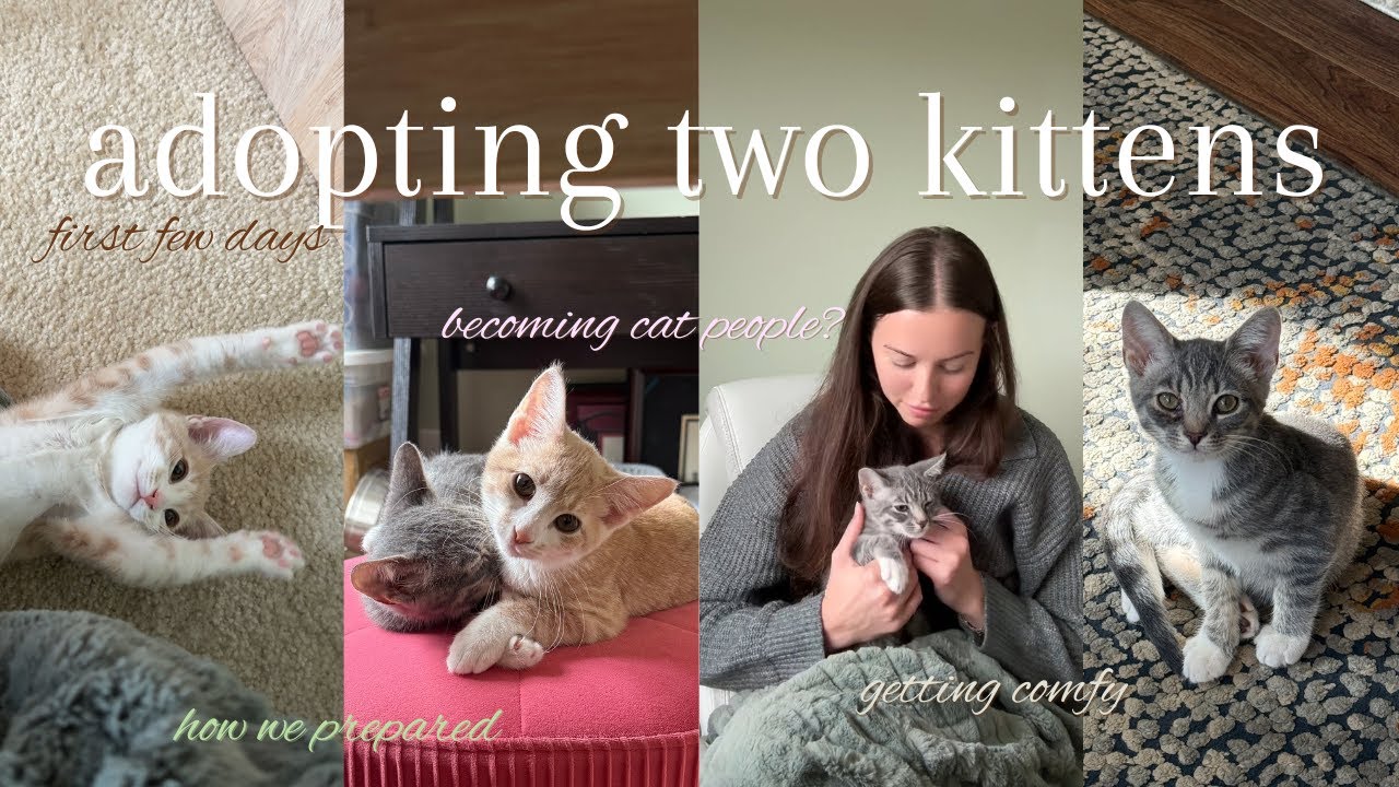 we adopted two kittens! || prepping, first impressions, and how it's going!