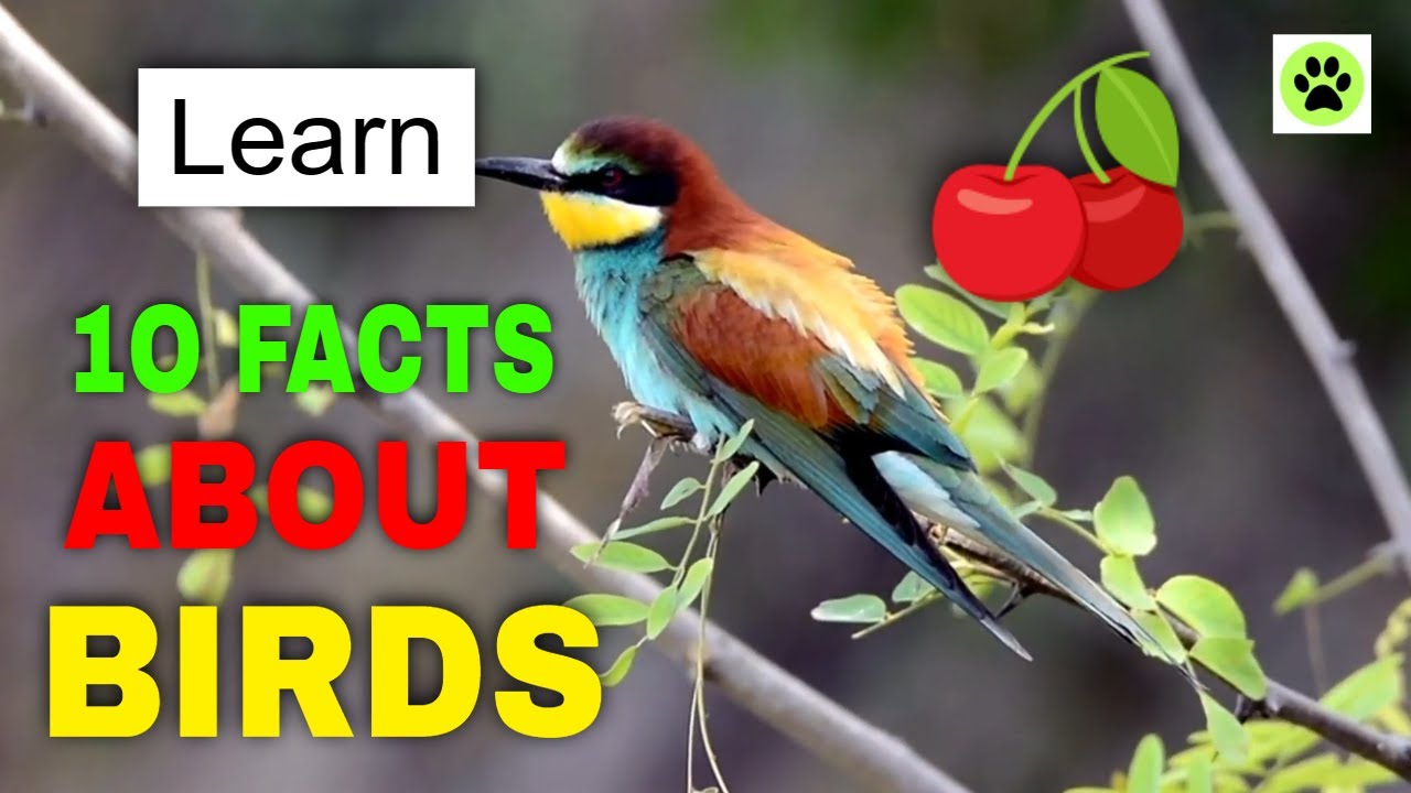 BIRD Facts -10 Facts About BIRDS - Learn About BIRDS - Interesting - Education - HD Video
