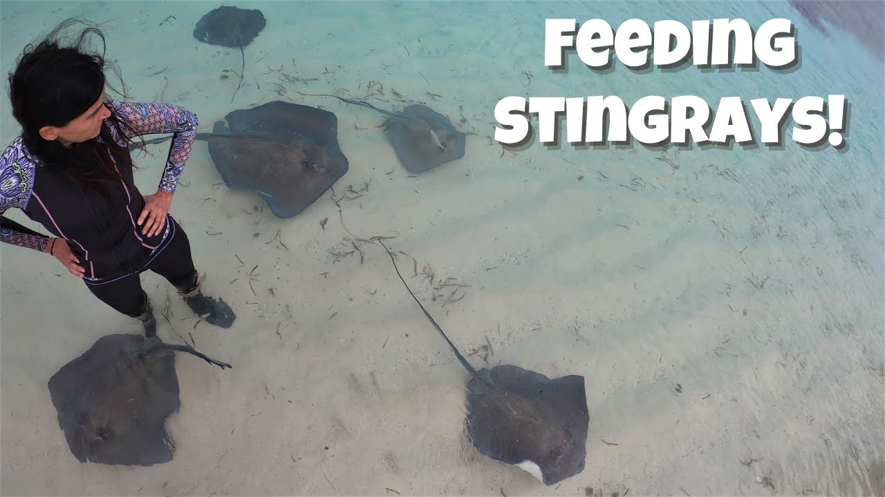 4 Months in the Bahamas || Part 2:  Feeding Stingrays in Gun Cay, Bimini