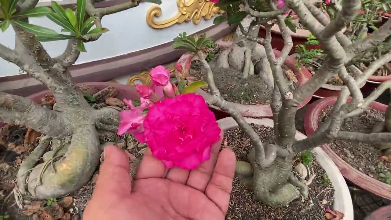 Hoa Mai hoa sứ đua nhau khoe sắt 