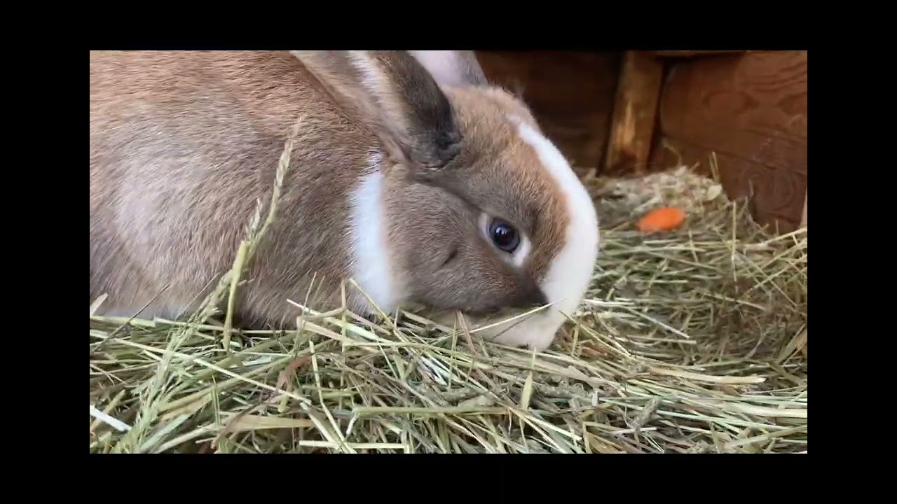 Vad våra kaniner äter under en dag!❤️