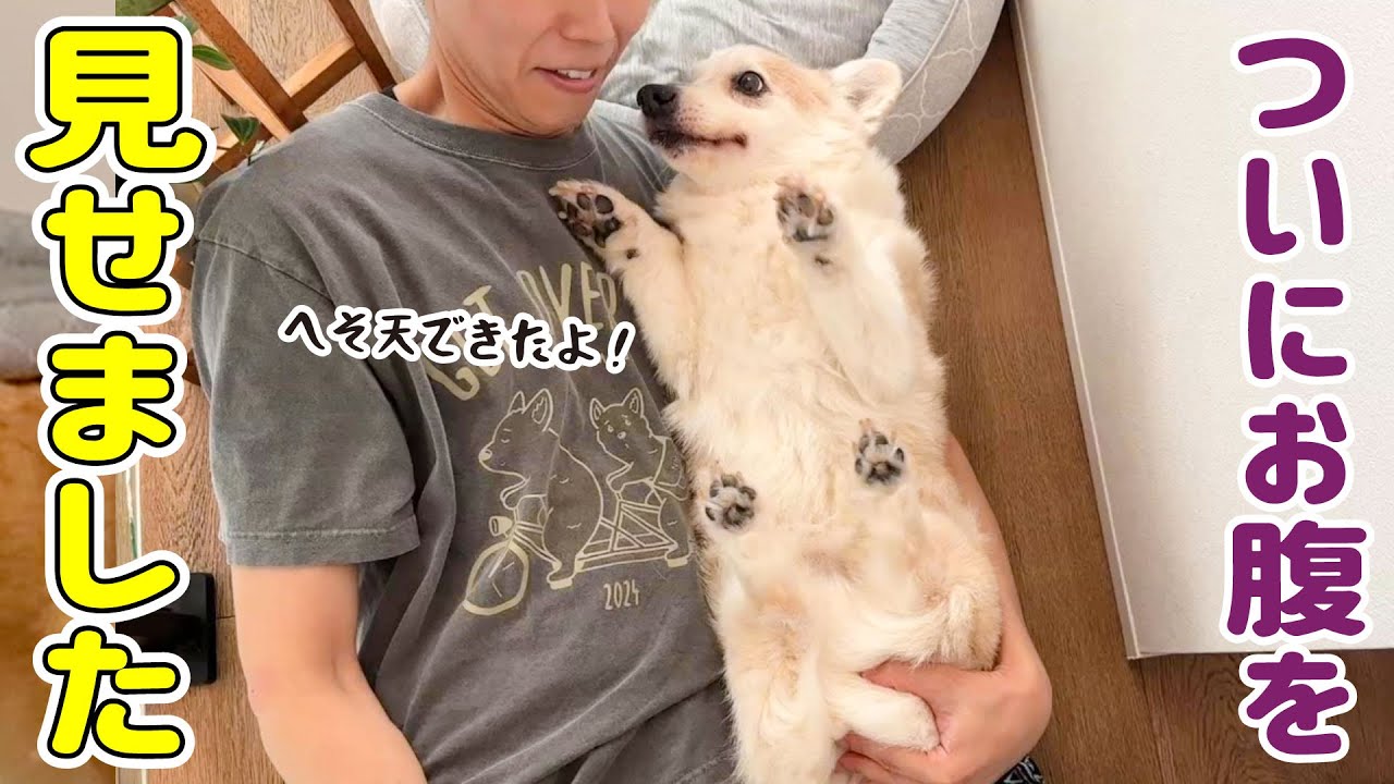 普段絶対にお腹を見せない愛犬がへそ天しました！！【飼い主大歓喜】