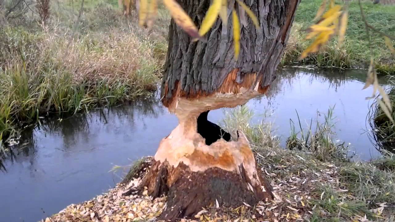 BÓBR PODGRYZŁ DRZEWO