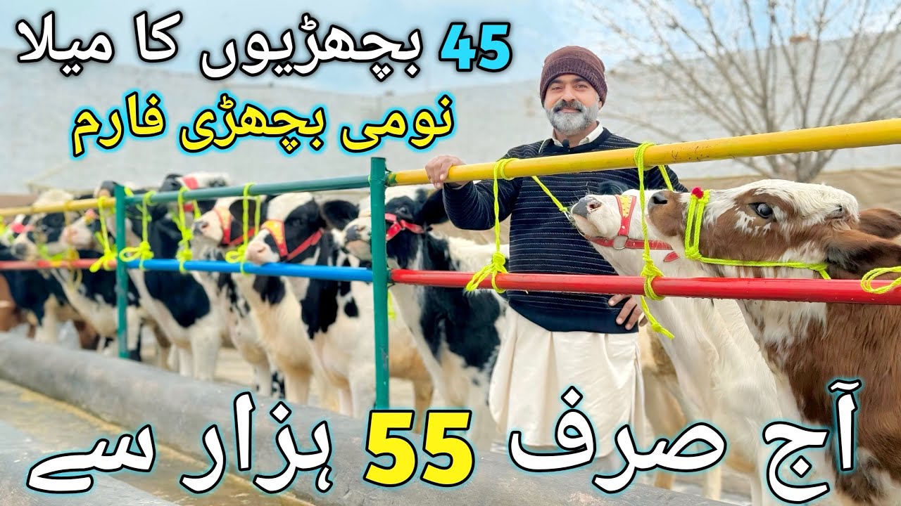 Lowest Rate 55 Thousand | 45 Swedish Red fresion American heifers | CHAKWAL | 27 jan 2026
