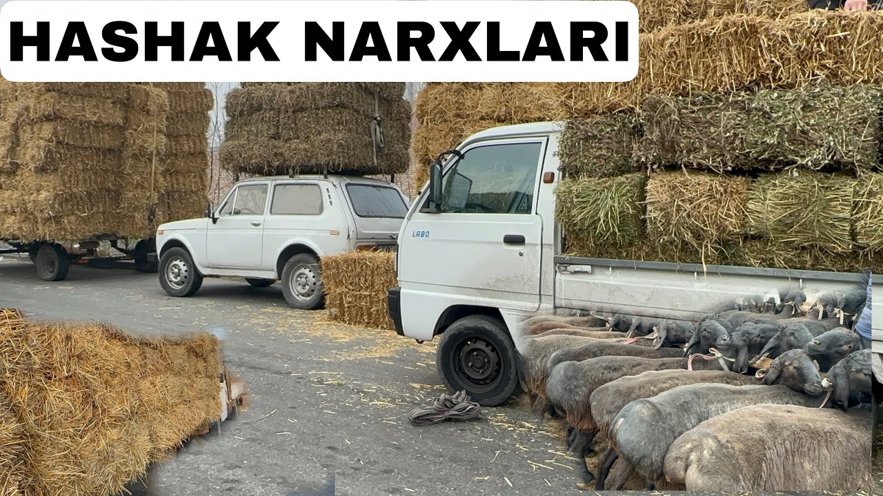 HASHAK NARXLARIGA NMA BÕLYAPTI ÕZI NARXLARI OSHYAPTIMI YOKI TUSHYAPTIMI 