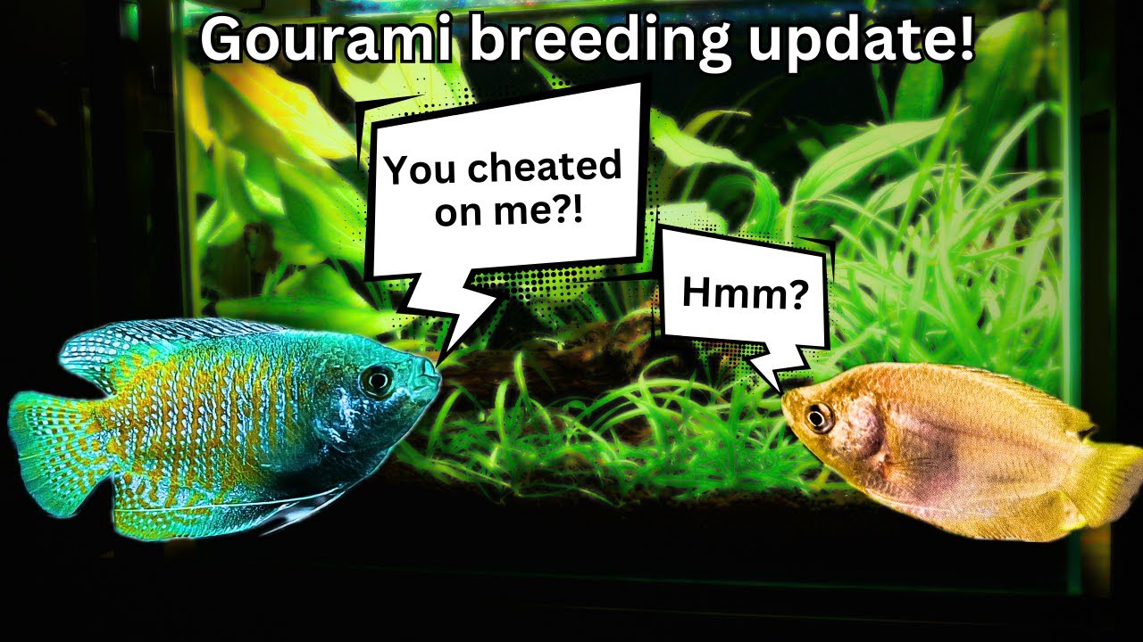 Gourami breeding update: SHOCKING Surprise in my tank!