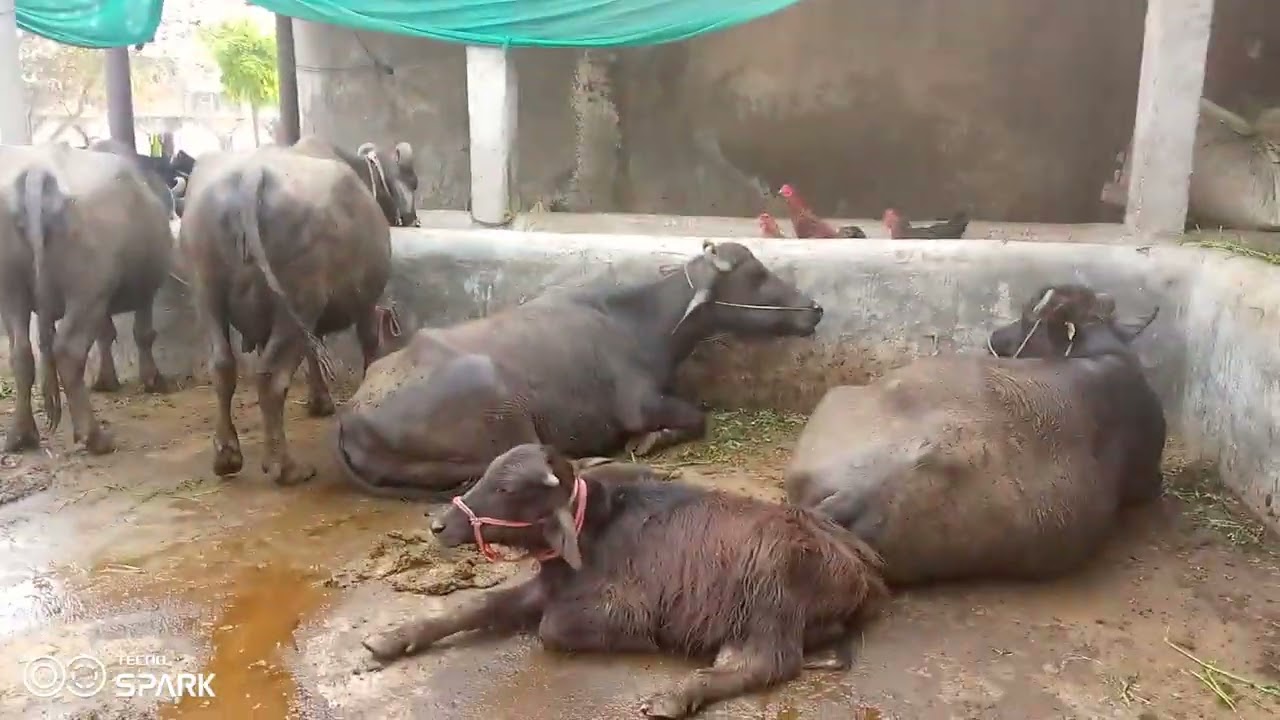 Animals shed  tour#sultan murga di gang#ਭੂਆਂਦਾਡੇਰਈਫਾਰਮ3630