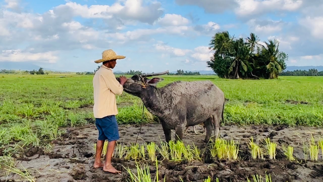 Pasyal tayo sa aming palayan!