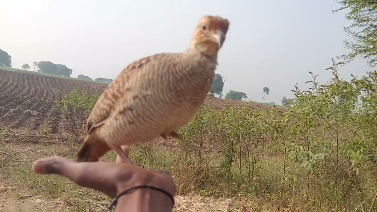Teetar ki Masti aur ladai video#information #mastititar#birds 