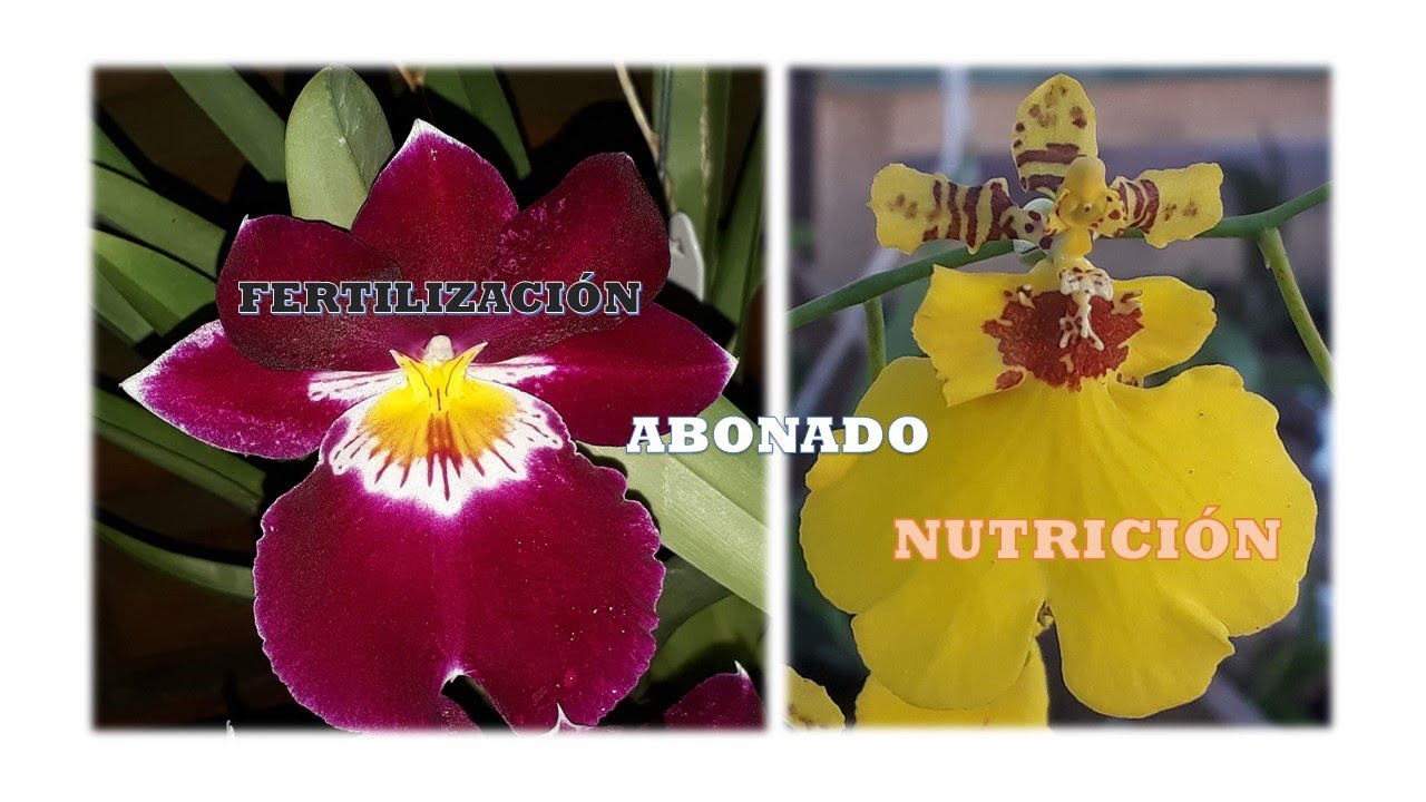 #Fertilización - #Abonado de #Orquídea