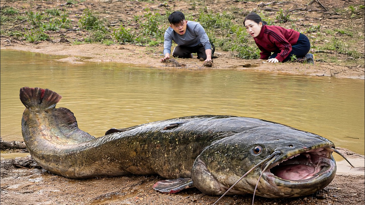 Harvesting Giant Wild Catfish in Dense Swamps, Grilling Them Whole Over a Fire | Rural Life