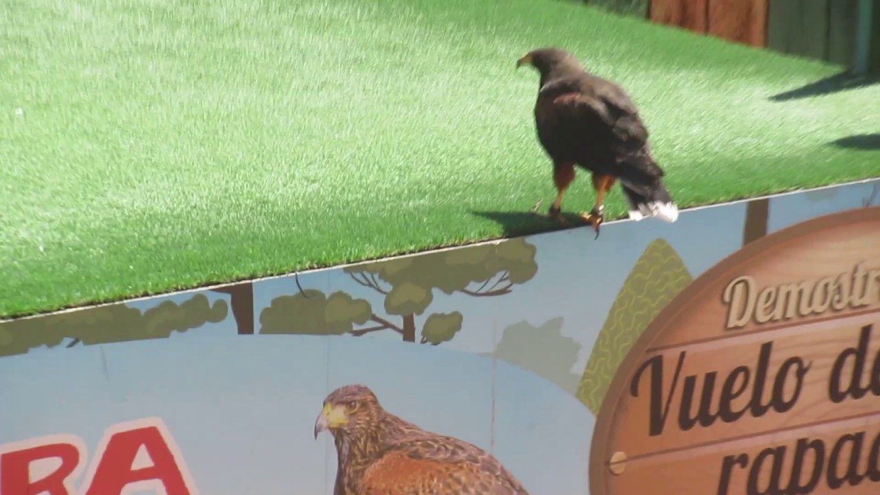 10/07/19 espectáculo de aves rapaces (Terra Natura Benidorm)