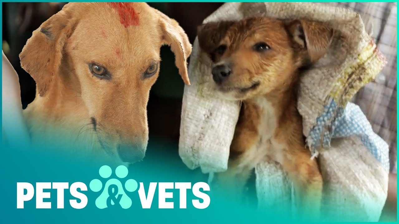 Saving Helpless Dogs In Foreign Countries | The Dog Rescuers Compilation