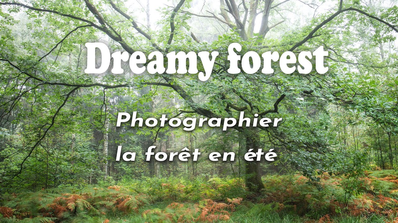 Photographier la Forêt en Eté