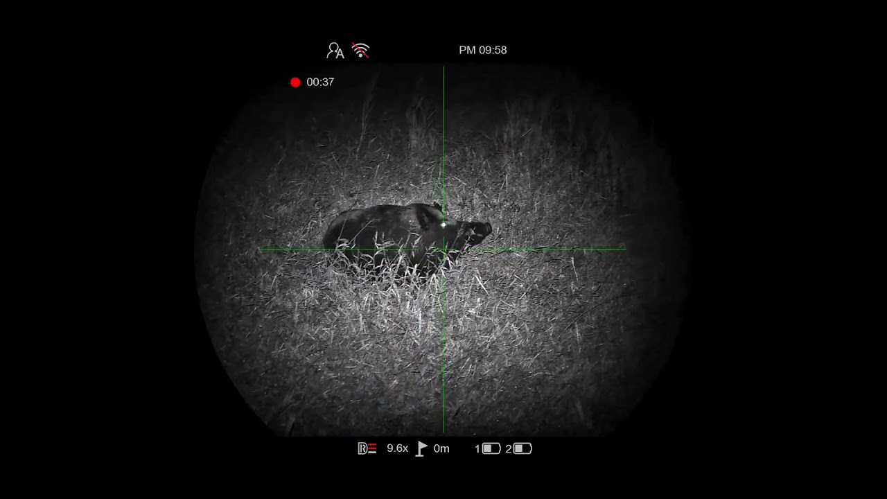 Big wild boar observation with PARD Night Stalker 4K eX + 940LRF