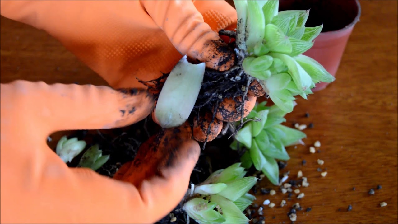 Cómo reproducir Haworthia