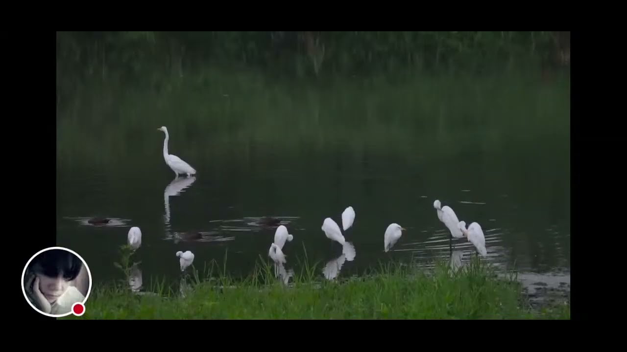 Merlie Mix Vlog is live! Relaxing Sound Of River and Birds