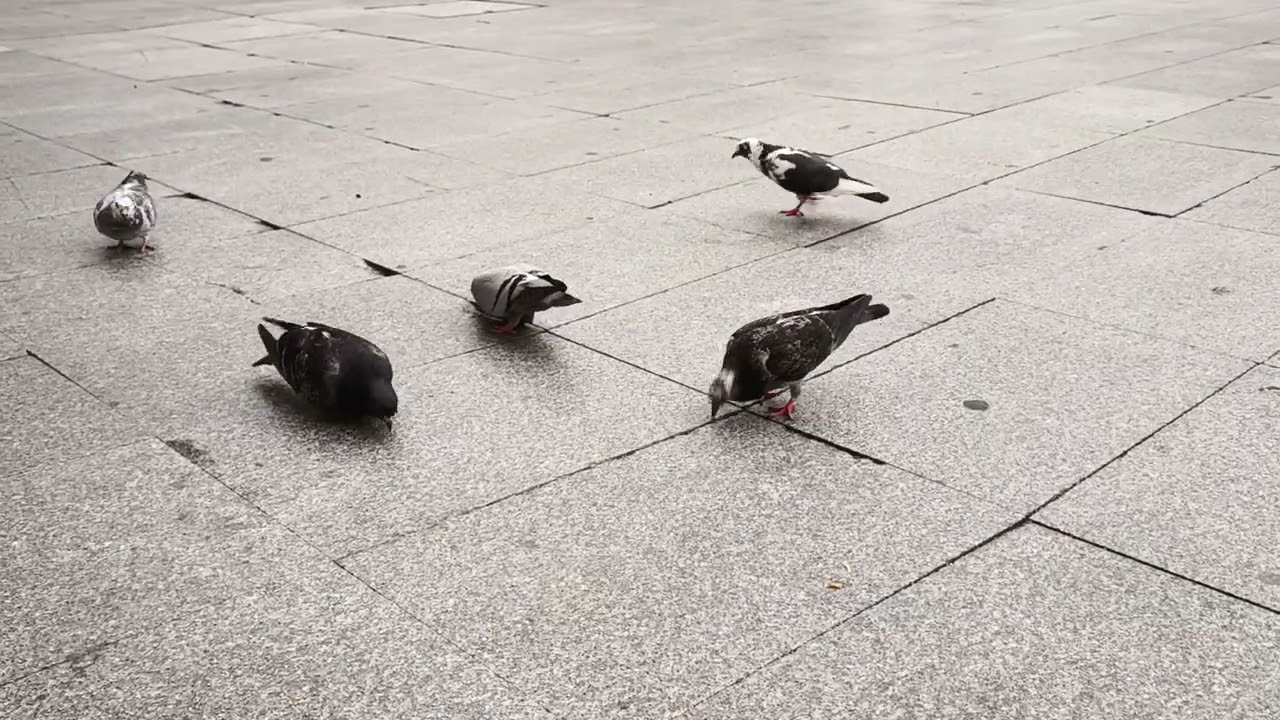 🥖🐦🏙️🐦🥖